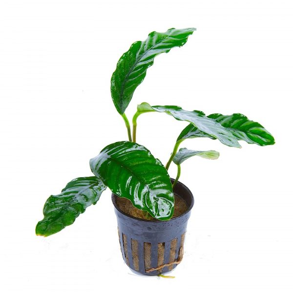 Anubias barteri 'Coffeefolia' akváriumi növény