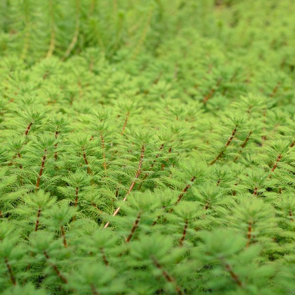 Myriophyllum brasiliensis akváriumi növény