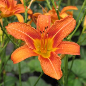 Hemerocallis (sásliliom)