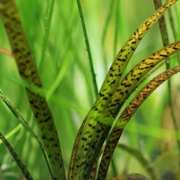 Vallisneria spiralis 'Tiger'