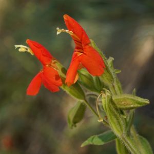 Mimulus cardinalis