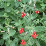 Mimulus cardinalis